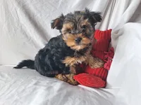Rocky, a male Maltese and Yorkshire Terrier for sale in Crawfordsville, IN – 5 of 7