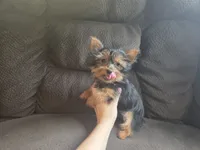 Tcup missing foot, a female Yorkshire Terrier for sale in Crawfordsville, IN – 3 of 4