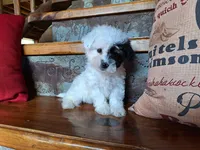 Leila, a female Bichon Frise and Poodle - Toy  for sale in Crawfordsville, IN – Photo 5 of 8