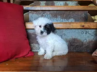 Leila, a female Bichon Frise and Poodle - Toy  for sale in Crawfordsville, IN – Photo 1 of 8