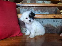 Leila, a female Bichon Frise and Poodle - Toy  for sale in Crawfordsville, IN – Photo 6 of 8