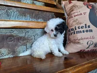 Leila, a female Bichon Frise and Poodle - Toy  for sale in Crawfordsville, IN – Photo 2 of 8