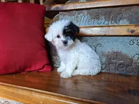 Leila, a female Bichon Frise and Poodle - Toy  for sale in Crawfordsville, IN – Photo 8 of 8