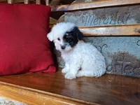 Leila, a female Bichon Frise and Poodle - Toy  for sale in Crawfordsville, IN – Photo 7 of 8