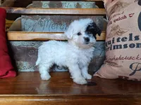 Leila, a female Bichon Frise and Poodle - Toy  for sale in Crawfordsville, IN – Photo 3 of 8