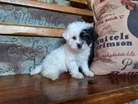 Leila, a female Bichon Frise and Poodle - Toy  for sale in Crawfordsville, IN – Photo 4 of 8