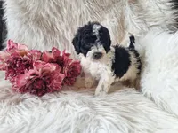 Jubilee, a female Bichon Frise and Poodle - Toy  for sale in Crawfordsville, IN – Photo 4 of 8