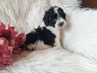 Jubilee, a female Bichon Frise and Poodle - Toy  for sale in Crawfordsville, IN – Photo 2 of 8