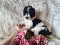 Jubilee, a female Bichon Frise and Poodle - Toy  for sale in Crawfordsville, IN – Photo 7 of 8