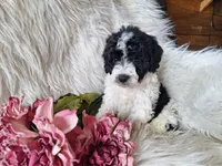 Jubilee, a female Bichon Frise and Poodle - Toy  for sale in Crawfordsville, IN – Photo 5 of 8