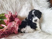 Jubilee, a female Bichon Frise and Poodle - Toy  for sale in Crawfordsville, IN – Photo 1 of 8