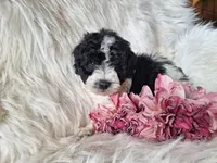 Jubilee, a female Bichon Frise and Poodle - Toy  for sale in Crawfordsville, IN – Photo 3 of 8