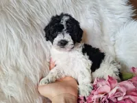 Jubilee, a female Bichon Frise and Poodle - Toy  for sale in Crawfordsville, IN – Photo 6 of 8