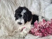 Jubilee, a female Bichon Frise and Poodle - Toy  for sale in Crawfordsville, IN – Photo 8 of 8
