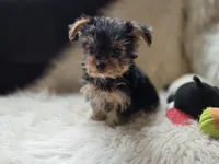 Ruby, a female Yorkshire Terrier for sale in Crawfordsville, IN – 3 of 5