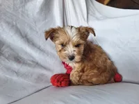 Rolly, a male Maltese and Yorkshire Terrier for sale in Crawfordsville, IN – 6 of 9
