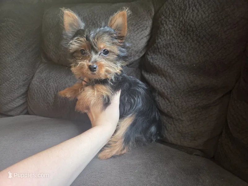 Tcup missing foot – Yorkshire Terrier puppy for sale in Crawfordsville, IN
