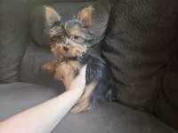 Tcup missing foot, a female Yorkshire Terrier for sale in Crawfordsville, IN – 1 of 4