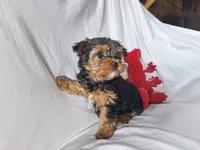 Rocky, a male Maltese and Yorkshire Terrier for sale in Crawfordsville, IN – 1 of 7
