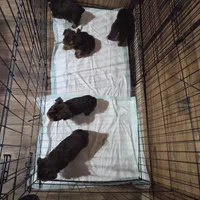 Leo SALE, a male Yorkshire Terrier for sale in Crawfordsville, IN – Photo 7 of 7