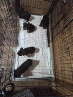 Leo SALE, a male Yorkshire Terrier for sale in Crawfordsville, IN – Photo 7 of 7