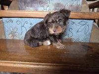 Leo SALE, a male Yorkshire Terrier for sale in Crawfordsville, IN – Photo 4 of 7