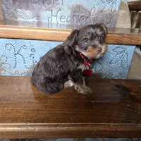 Leo SALE, a male Yorkshire Terrier for sale in Crawfordsville, IN – Photo 6 of 7