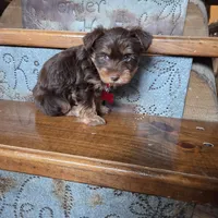 Leo SALE, a male Yorkshire Terrier for sale in Crawfordsville, IN – Photo 1 of 7