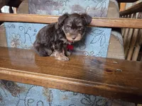 Leo SALE, a male Yorkshire Terrier for sale in Crawfordsville, IN – Photo 1 of 7