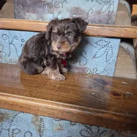 Leo SALE, a male Yorkshire Terrier for sale in Crawfordsville, IN – Photo 3 of 7