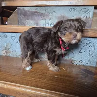 Leo SALE, a male Yorkshire Terrier for sale in Crawfordsville, IN – Photo 2 of 7