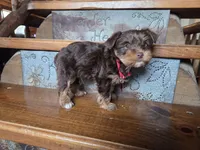 Leo SALE, a male Yorkshire Terrier for sale in Crawfordsville, IN – Photo 2 of 7