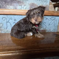 Leo SALE, a male Yorkshire Terrier for sale in Crawfordsville, IN – Photo 5 of 7