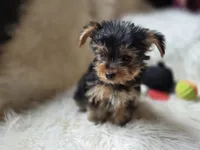 Ruby, a female Yorkshire Terrier for sale in Crawfordsville, IN – 4 of 5