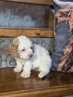 processed/7033d817-b1c3-404e-b0ee-821d867da6a7/listing/27c206b2-c865-4fb2-b31b-8dc8d7194030/0db7a4b6-2dd1-4005-9b94-80cc34451703