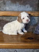 processed/7033d817-b1c3-404e-b0ee-821d867da6a7/listing/27c206b2-c865-4fb2-b31b-8dc8d7194030/bcecd6ad-3aca-45a1-bf70-7d4672f21990