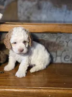 processed/7033d817-b1c3-404e-b0ee-821d867da6a7/listing/27c206b2-c865-4fb2-b31b-8dc8d7194030/e1dcaa42-7138-43c2-8b97-88e49d155a07