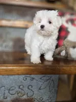 Glitter, a female Maltese for sale in Crawfordsville, IN – Photo 5 of 10