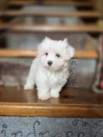 Glitter, a female Maltese for sale in Crawfordsville, IN – Photo 3 of 10