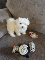 Glitter, a female Maltese for sale in Crawfordsville, IN – Photo 10 of 10