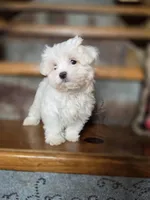 Glitter, a female Maltese for sale in Crawfordsville, IN – Photo 1 of 10
