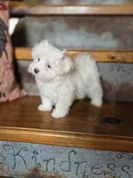 Glitter, a female Maltese for sale in Crawfordsville, IN – Photo 7 of 10