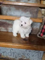 Glitter, a female Maltese for sale in Crawfordsville, IN – Photo 9 of 10
