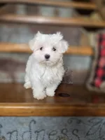 Glitter, a female Maltese for sale in Crawfordsville, IN – Photo 4 of 10