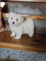 Glitter, a female Maltese for sale in Crawfordsville, IN – Photo 8 of 10