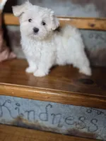 Glitter, a female Maltese for sale in Crawfordsville, IN – Photo 6 of 10