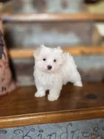 Glitter, a female Maltese for sale in Crawfordsville, IN – Photo 2 of 10