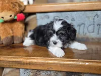 Cooper, a male Maltese and Poodle - Toy  for sale in Crawfordsville, IN – Photo 9 of 9