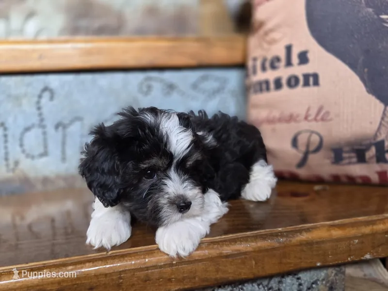 Cooper – Maltese, Poodle - Toy  puppy for sale in Crawfordsville, IN