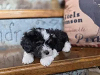 Cooper, a male Maltese and Poodle - Toy  for sale in Crawfordsville, IN – Photo 1 of 9